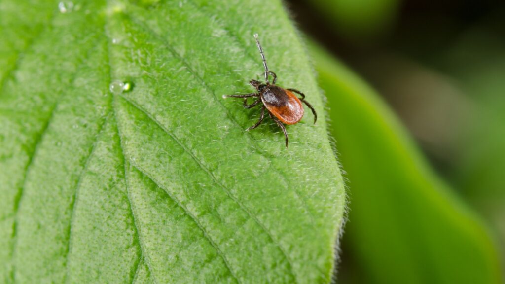 10 essentiële planten om teken op afstand te houden in uw tuin deze zomer