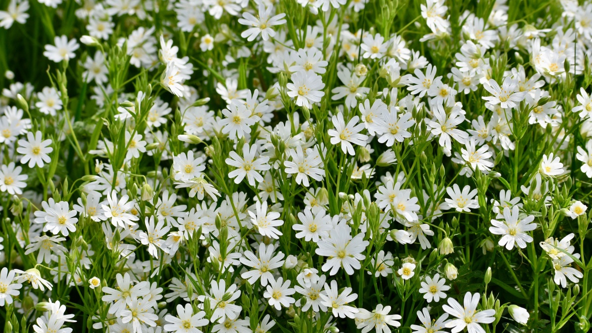 Deze bijzondere plant wordt je nieuwe weerpartner voor morgen