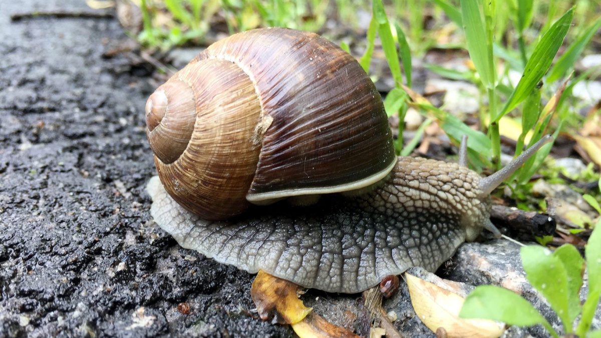 Deze grootmoedertruc jaagt slakken weg zonder chemicaliën