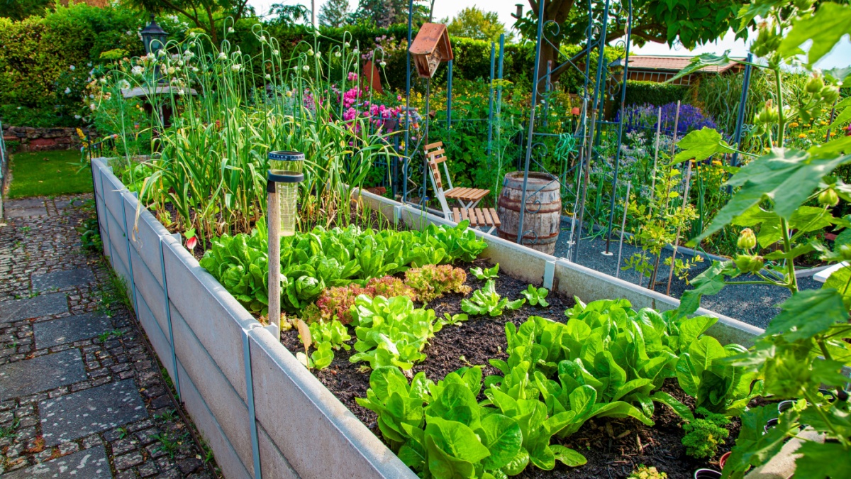 Ontdek de plant die onkruid verdringt en je groentetuin beschermt