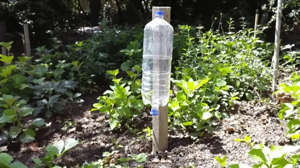 De ratten veroveren je tuin: deze simpele truc met een fles houdt ze effectief weg