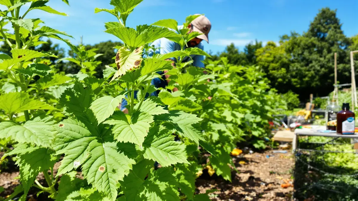 Deze zomer, bescherm je moestuin tegen ziekten met deze onmisbare tips