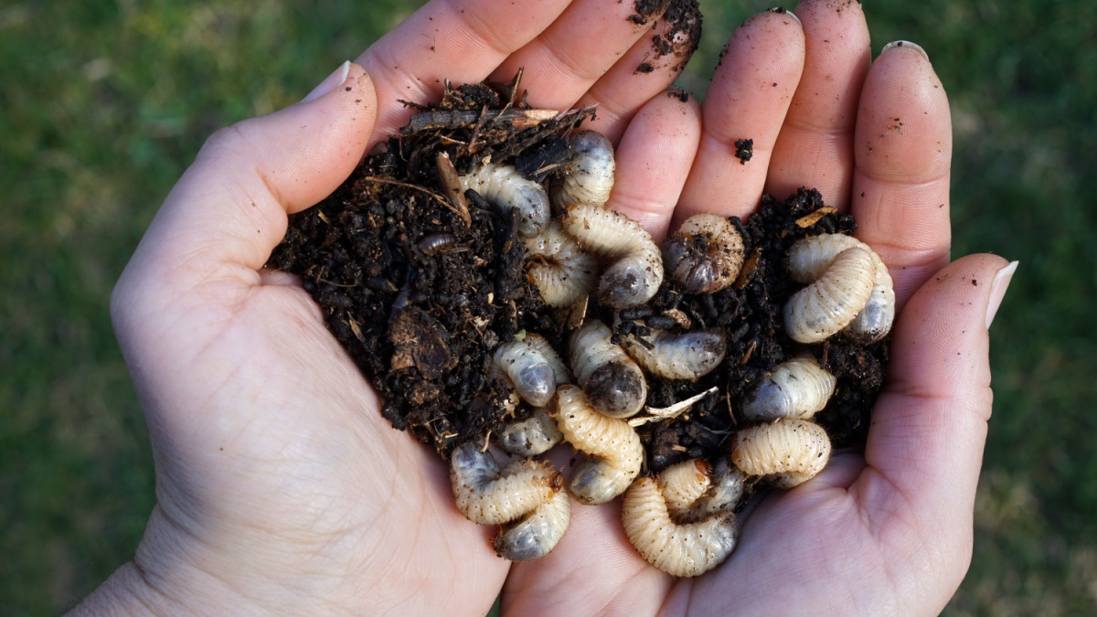 5 effectieve tips om witte larven in de tuin te bestrijden