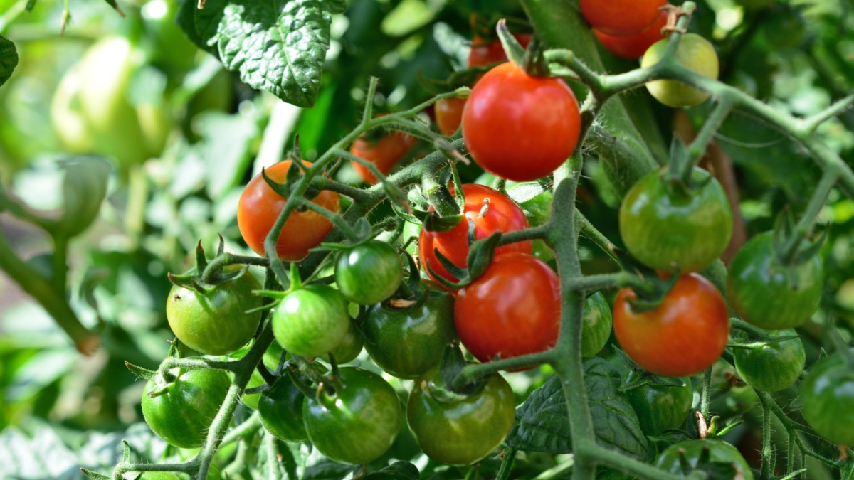 Bescherm je tomaten tegen bladluizen met deze 4 bloemen die je absoluut tussen elke plant moet planten