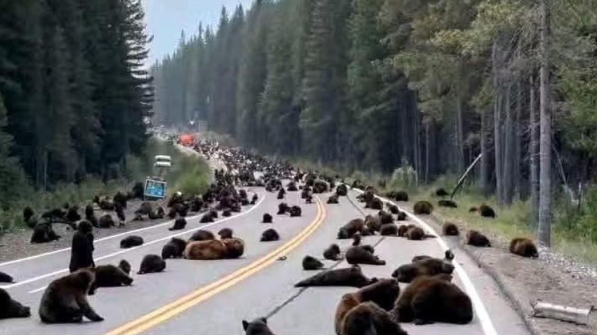 De waarheid over de beren die de ingang van Yellowstone zouden hebben geblokkeerd: een nepnieuws dat binnen een paar uur de wereld rondging