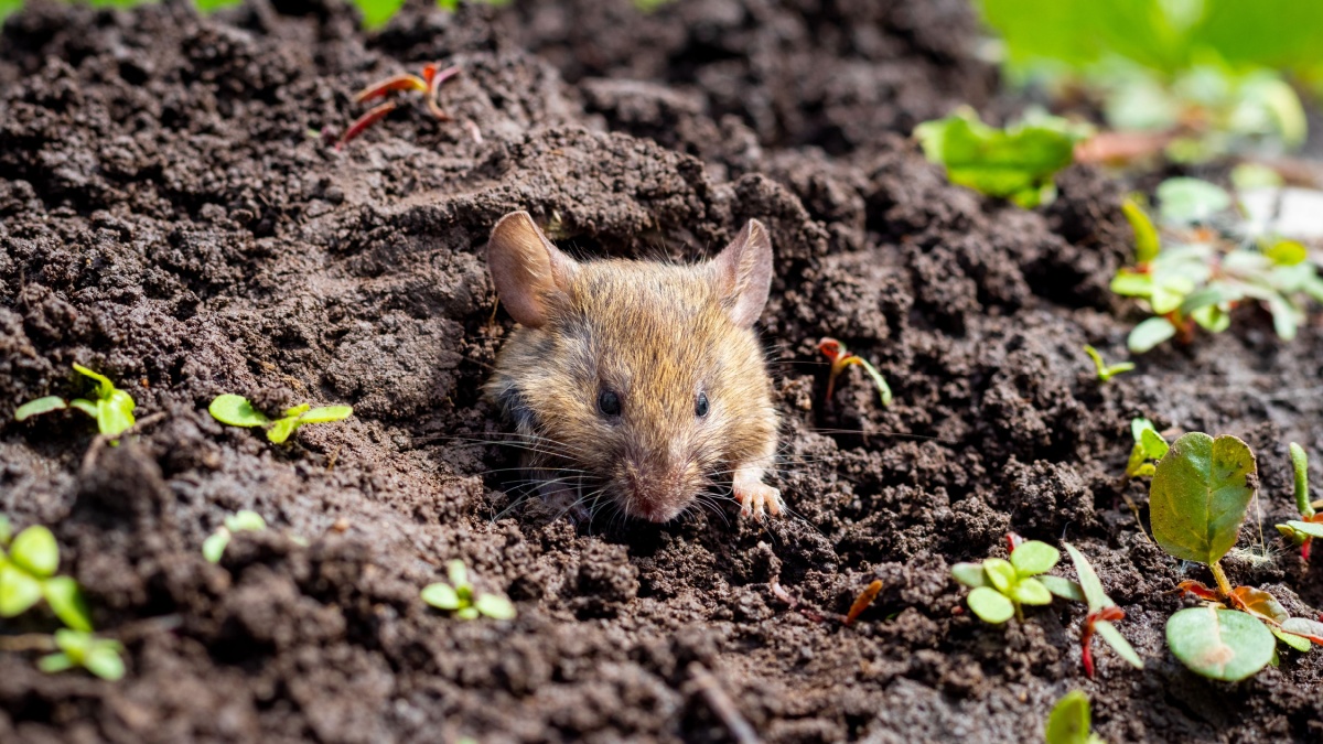 Een verrassende methode om woelratten snel te verwijderen: wacht niet te lang om te handelen