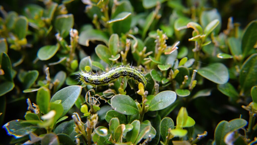 Invasie van buxusmotten: natuurlijke oplossingen om dit ongedierte te bestrijden