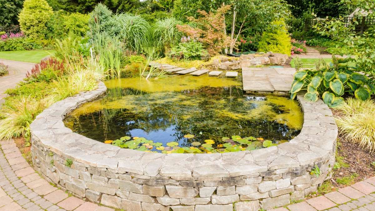 Verwijder algen uit je tuinvijver in een oogwenk