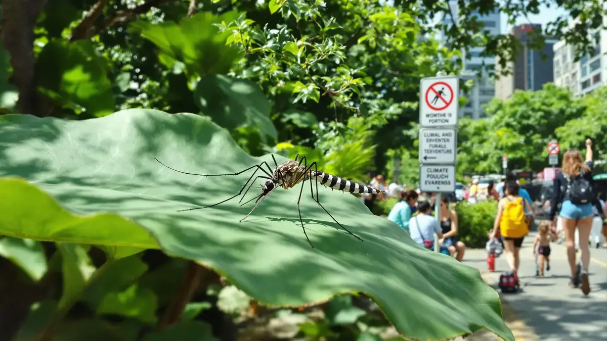 Dengue en chikungunya, een endemische bedreiging in Europa door de klimaatverandering
