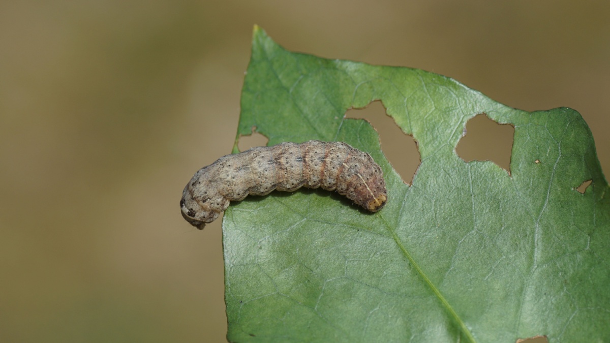 Hier zijn de meest effectieve strategieën om nachtvlinderlarven te bestrijden en uw tuin te beschermen tegen deze geduchte grijze rupsen