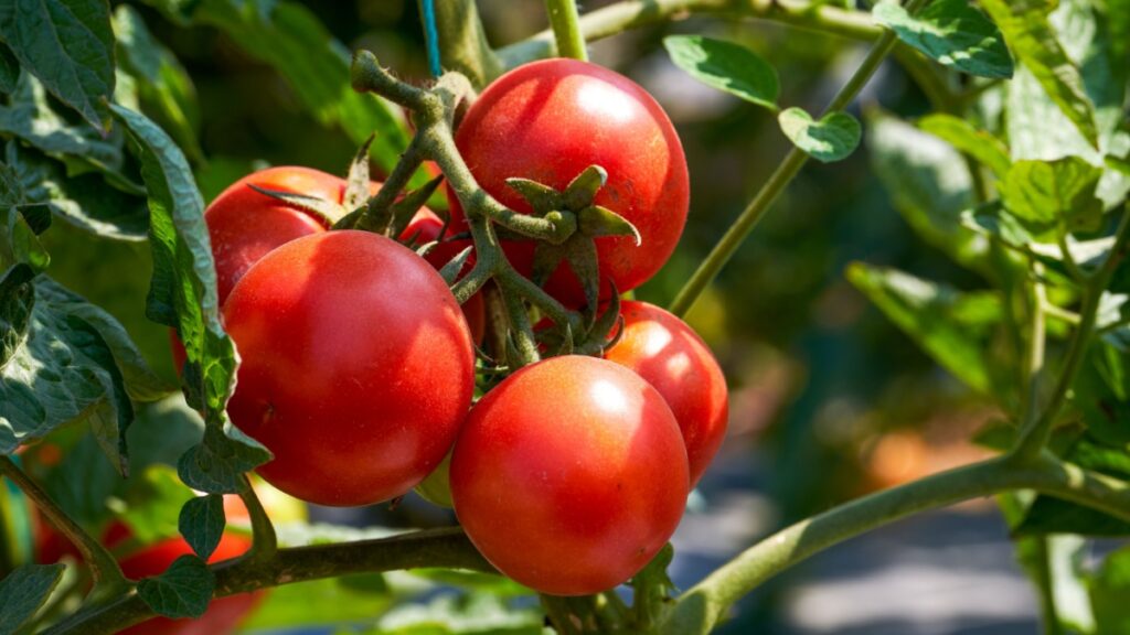 Ontdek hoe dit opgevangen water de teelt van mijn tomaten zonder meststoffen heeft revolutionair veranderd