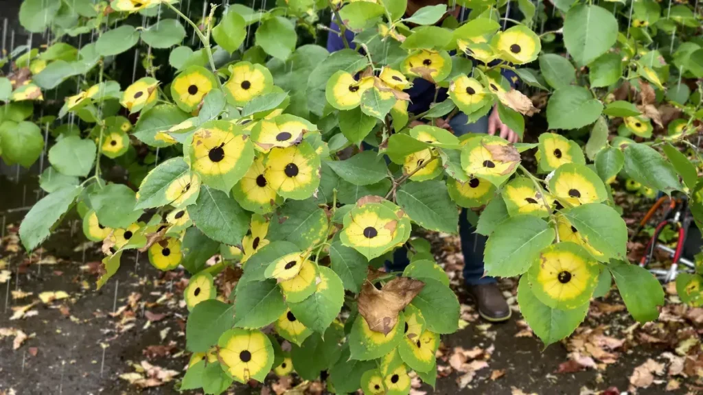 Zwarte vlekken op uw rozen: een bedreiging voor uw planten en oplossingen om ze te bestrijden